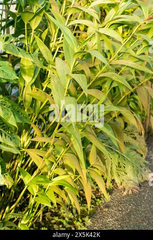 Saint Gallen, Schweiz, 29. November 2023 Sobralia Macrantha Pflanze im Botanischen Garten Stockfoto