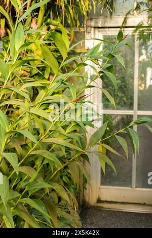 Saint Gallen, Schweiz, 29. November 2023 Sobralia Macrantha Pflanze im Botanischen Garten Stockfoto