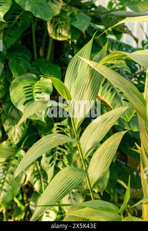 Saint Gallen, Schweiz, 29. November 2023 Sobralia Macrantha Pflanze im Botanischen Garten Stockfoto