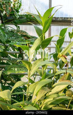 Saint Gallen, Schweiz, 29. November 2023 Sobralia Macrantha Pflanze im Botanischen Garten Stockfoto