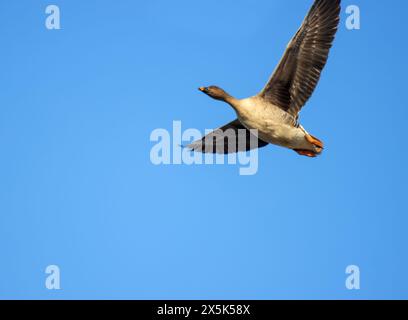 Wald bean goose Unterarten (Anser fabalis fabalis) im Flug Stockfoto