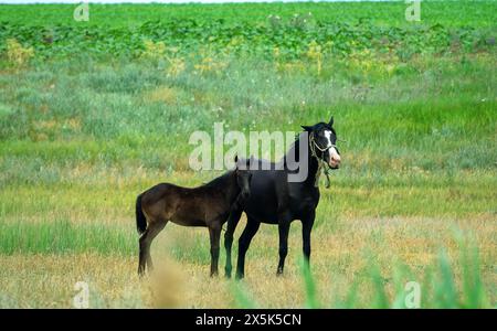 Wunderschöne Vollblutpferde werden auf der Krim aufgezogen. Stute mit einem Fohlen auf einer lokalen Weide an der Leine Stockfoto