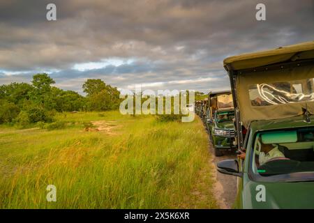 Blick auf Ingonyama der Swazi-Name für Löwen und eine Reihe von Fahrzeugen auf einer Pirschfahrt im Kruger-Nationalpark, Südafrika, Afrika Copyright: FrankxFell 844-3 Stockfoto