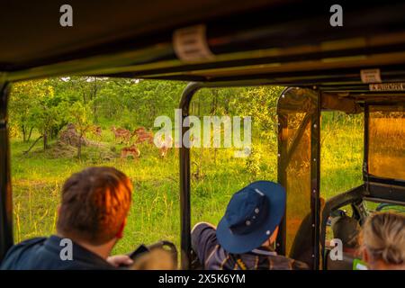 Ansicht von Touristen, die junge Steenboks auf einer Pirschfahrt im Kruger-Nationalpark, Südafrika, Afrika beobachten Copyright: FrankxFell 844-33170 Stockfoto