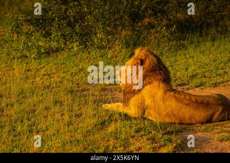 Blick auf Ingonyama der Swazi-Name für Löwen in natürlicher Umgebung auf einer Pirschfahrt im Kruger-Nationalpark, Südafrika, Afrika Copyright: FrankxFell 844-331 Stockfoto