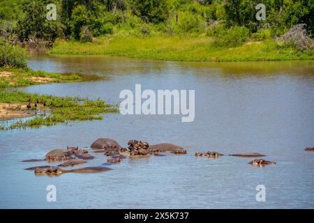 Blick auf Hippopotamus Hippopatamus amphibius, Erwachsene, im Wasser, im Kruger-Nationalpark, Südafrika, Afrika Copyright: FrankxFell 844-33202 Stockfoto