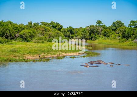 Blick auf Hippopotamus Hippopatamus amphibius, Erwachsene, im Wasser, im Kruger-Nationalpark, Südafrika, Afrika Copyright: FrankxFell 844-33203 Stockfoto