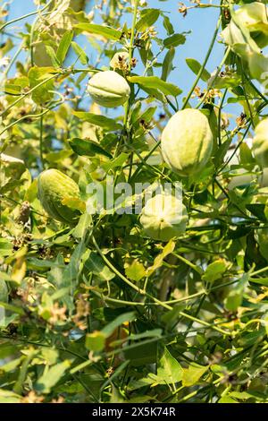 Saint Gallen, Schweiz, 3. Januar 2024 Araujia Sericifera oder Mottenpflanze im botanischen Garten Stockfoto