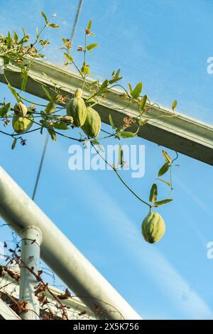 Saint Gallen, Schweiz, 3. Januar 2024 Araujia Sericifera oder Mottenpflanze im botanischen Garten Stockfoto