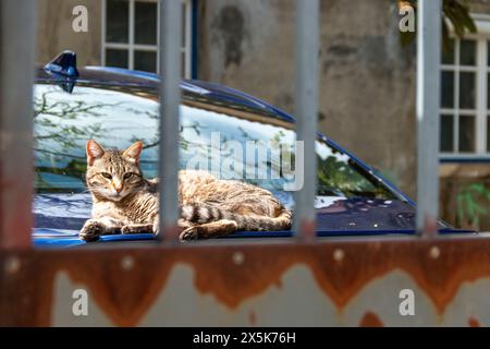 Katze, die sich sonnt und auf einem Auto hinter einem Zaun liegt Stockfoto