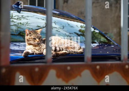 Katze, die sich sonnt und auf einem Auto hinter einem Zaun liegt Stockfoto