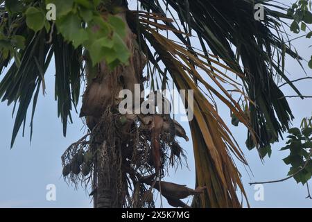 Silguri, Westbengalen, INDIEN. Mai 2024. Ein Eichhörnchen isst Betelnüsse an einem Betelnussbaum in Siliguri. (Kreditbild: © Diptendu Dutta/ZUMA Press Wire) NUR REDAKTIONELLE VERWENDUNG! Nicht für kommerzielle ZWECKE! Stockfoto