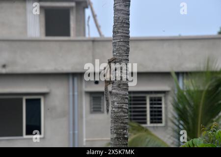 Silguri, Westbengalen, INDIEN. Mai 2024. Ein Eichhörnchen klettert, um Betelnüsse auf einem Betelnussbaum in Siliguri zu essen. (Kreditbild: © Diptendu Dutta/ZUMA Press Wire) NUR REDAKTIONELLE VERWENDUNG! Nicht für kommerzielle ZWECKE! Stockfoto