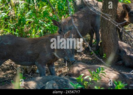 Blick auf Warzenschweine im Hluhluwe-Imfolozi Park Umfolozi, dem ältesten Naturschutzgebiet Afrikas, Provinz KwaZulu-Natal, Südafrika, Afrika Copyright: Fran Stockfoto