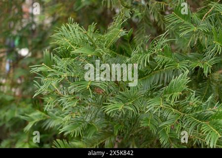 Saint, Gallen, Schweiz, 10. Februar 2024 Cephalotaxus Fortunei oder chinesische Pflaumeneibe im botanischen Garten Stockfoto