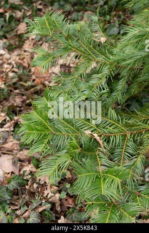 Saint, Gallen, Schweiz, 10. Februar 2024 Cephalotaxus Fortunei oder chinesische Pflaumeneibe im botanischen Garten Stockfoto