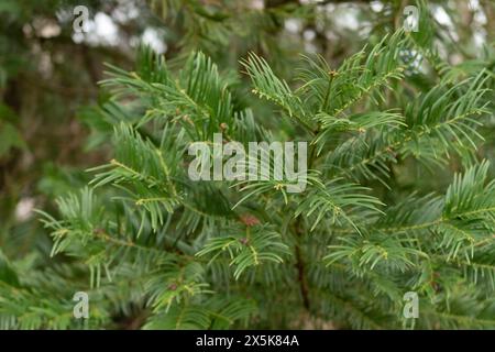 Saint, Gallen, Schweiz, 10. Februar 2024 Cephalotaxus Fortunei oder chinesische Pflaumeneibe im botanischen Garten Stockfoto