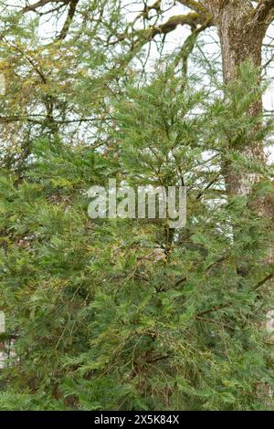 Saint, Gallen, Schweiz, 10. Februar 2024 Cephalotaxus Fortunei oder chinesische Pflaumeneibe im botanischen Garten Stockfoto