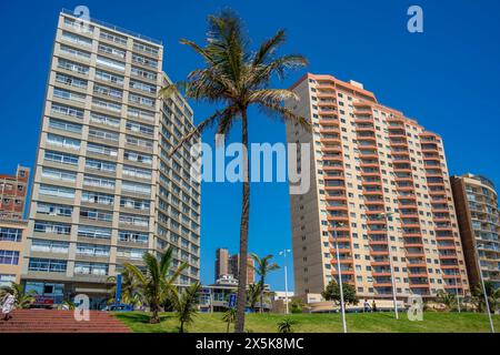 Blick auf einzelne Palmen und Apartments an der Promenade, Durban, Provinz KwaZulu-Natal, Südafrika, Afrika Copyright: FrankxFell 844-33383 Stockfoto