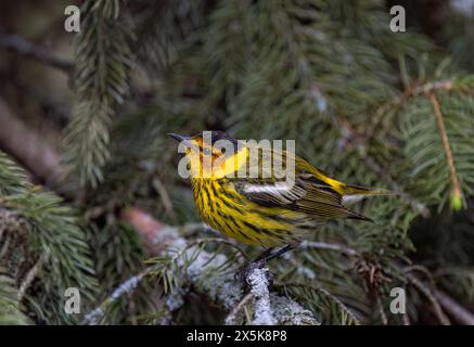 Kap May Warbler sitzt im Frühjahr in Ottawa, Kanada Stockfoto