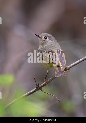 Kinglet mit Rubinkrone stand im Frühjahr in Ottawa, Kanada auf einem Zweig Stockfoto