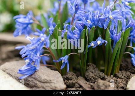 Saint Gallen, Schweiz, 2. März 2024 Chionodoxa Sardensis oder weniger Ruhm der Schneepflanze im botanischen Garten Stockfoto