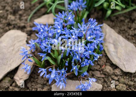 Saint Gallen, Schweiz, 2. März 2024 Chionodoxa Sardensis oder weniger Ruhm der Schneepflanze im botanischen Garten Stockfoto