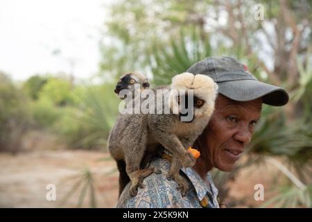 Madagaskar. 19. oktober 2023. Eine Herde brauner Lemuren nimmt Nahrung aus der Hand eines Mannes in Madagaskar. Zähme Lemuren sitzen auf der Schulter des Parkrangers Stockfoto