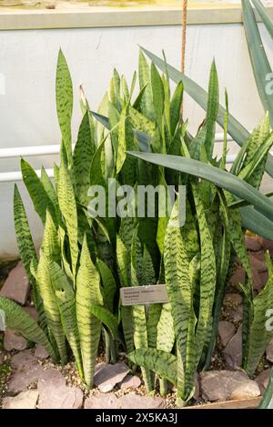 Saint Gallen, Schweiz, 2. März 2024 Sansevieria Trifasciata oder Schlangenpflanze im botanischen Garten Stockfoto