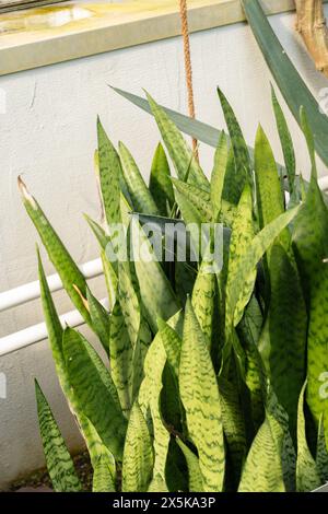 Saint Gallen, Schweiz, 2. März 2024 Sansevieria Trifasciata oder Schlangenpflanze im botanischen Garten Stockfoto