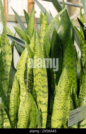 Saint Gallen, Schweiz, 2. März 2024 Sansevieria Trifasciata oder Schlangenpflanze im botanischen Garten Stockfoto