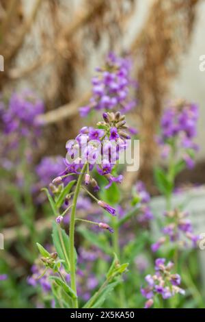 St. Gallen, Schweiz, 24. März 2024 Hesperis Bicuspidata blüht im botanischen Garten Stockfoto