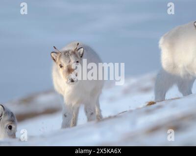 Weibliches Svalbard-Rentier im Gronfjord, eine endemische Unterart von Rentieren, die nur in Svalbard lebt und nie domestiziert wurde. Polarregionen, arktischer Winter. Stockfoto