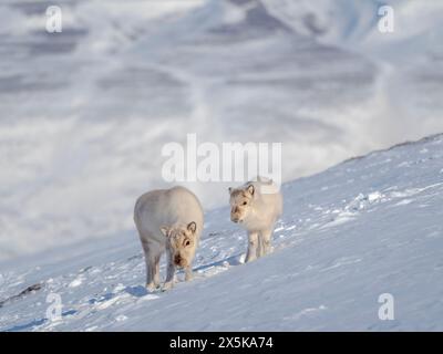 Svalbard Rentier im Gronfjorden, eine endemische Unterart von Rentieren, die nur in Svalbard lebt und nie domestiziert wurde. Polarregionen, arktischer Winter. Stockfoto