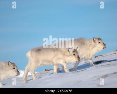 Weibliches Svalbard-Rentier im Gronfjord, eine endemische Unterart von Rentieren, die nur in Svalbard lebt und nie domestiziert wurde. Polarregionen, arktischer Winter. Stockfoto