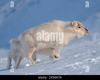 Weibliches Svalbard-Rentier im Gronfjord, eine endemische Unterart von Rentieren, die nur in Svalbard lebt und nie domestiziert wurde. Polarregionen, arktischer Winter. Stockfoto