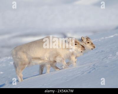 Weibliches Svalbard-Rentier im Gronfjord, eine endemische Unterart von Rentieren, die nur in Svalbard lebt und nie domestiziert wurde. Polarregionen, arktischer Winter. Stockfoto