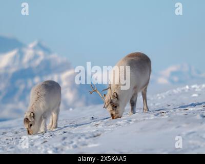 Svalbard Rentier im Gronfjorden, eine endemische Unterart von Rentieren, die nur in Svalbard lebt und nie domestiziert wurde. Polarregionen, arktischer Winter. Stockfoto