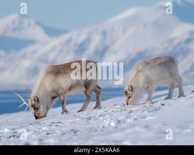 Svalbard Rentier im Gronfjorden, eine endemische Unterart von Rentieren, die nur in Svalbard lebt und nie domestiziert wurde. Polarregionen, arktischer Winter. Stockfoto