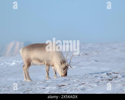 Weibliches Svalbard-Rentier im Gronfjord, eine endemische Unterart von Rentieren, die nur in Svalbard lebt und nie domestiziert wurde. Polarregionen, arktischer Winter. Stockfoto