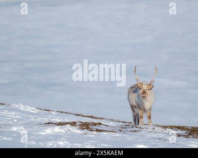 Weibliches Svalbard-Rentier im Gronfjord, eine endemische Unterart von Rentieren, die nur in Svalbard lebt und nie domestiziert wurde. Polarregionen, arktischer Winter. Stockfoto