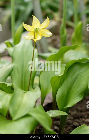 St. Gallen, Schweiz, 24. März 2024 Erythronium Tuolumnense oder tuolumne Kitzlilienblüten im botanischen Garten Stockfoto