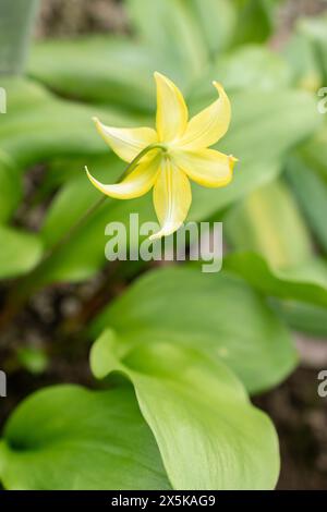 St. Gallen, Schweiz, 24. März 2024 Erythronium Tuolumnense oder tuolumne Kitzlilienblüten im botanischen Garten Stockfoto