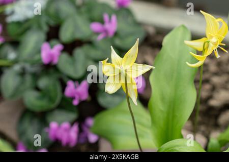 St. Gallen, Schweiz, 24. März 2024 Erythronium Tuolumnense oder tuolumne Kitzlilienblüten im botanischen Garten Stockfoto