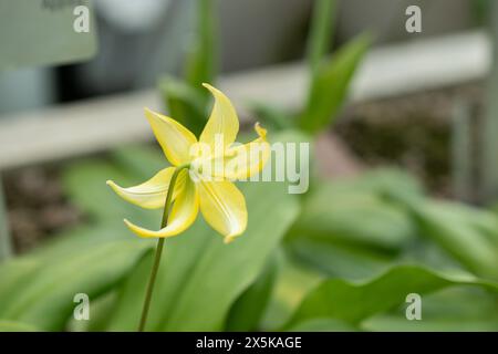 St. Gallen, Schweiz, 24. März 2024 Erythronium Tuolumnense oder tuolumne Kitzlilienblüten im botanischen Garten Stockfoto