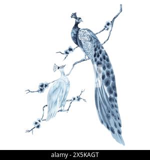 Pfau mit Erbsenvogel auf einem Kirschbaumzweig. Blau monochrome Tierzusammensetzung. Handgezeichnete Aquarellillustration isoliert auf weißem Hintergrund. Stockfoto