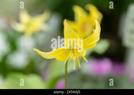 St. Gallen, Schweiz, 24. März 2024 Erythronium Tuolumnense oder tuolumne Kitzlilienblüten im botanischen Garten Stockfoto