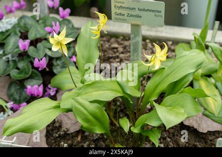 St. Gallen, Schweiz, 24. März 2024 Erythronium Tuolumnense oder tuolumne Kitzlilienblüten im botanischen Garten Stockfoto