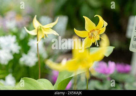 St. Gallen, Schweiz, 24. März 2024 Erythronium Tuolumnense oder tuolumne Kitzlilienblüten im botanischen Garten Stockfoto