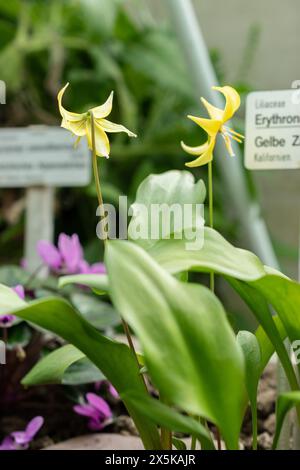 St. Gallen, Schweiz, 24. März 2024 Erythronium Tuolumnense oder tuolumne Kitzlilienblüten im botanischen Garten Stockfoto